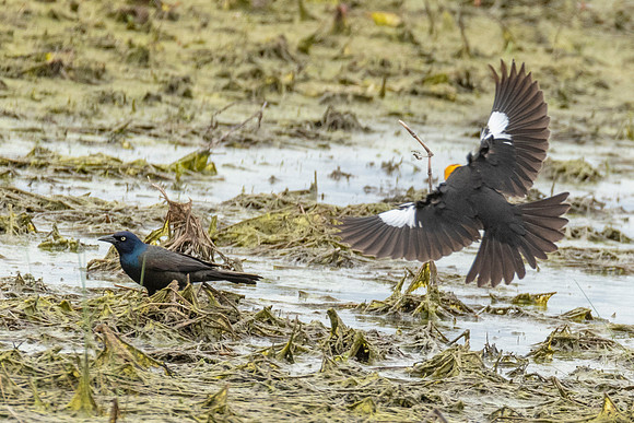 Yellow-headed Blackbird