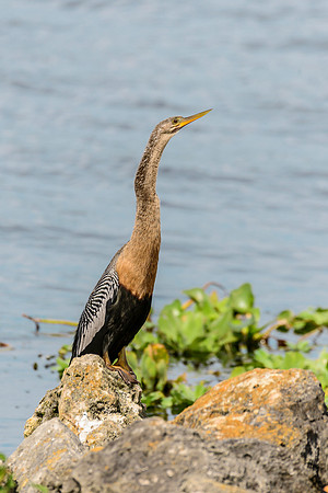 Anhinga