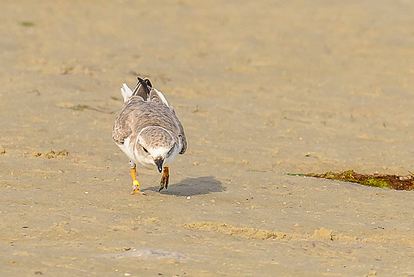 Piping Plover