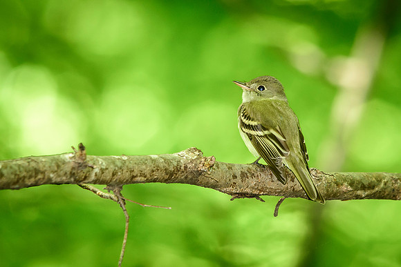 Acadian Flycatcher; Lawrence Woods, Kenton OH