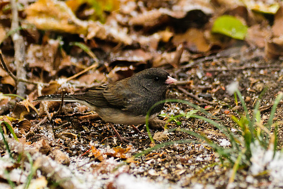 Dark-eyed Junco