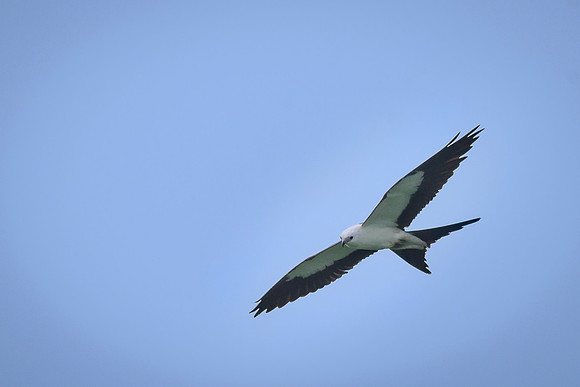 Swallow-tailed Kite