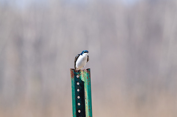 Tree Swallow; Male