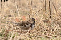 Harris's Sparrow