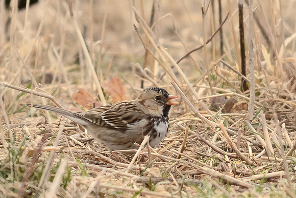 Harris's Sparrow