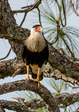 Crested Caracara