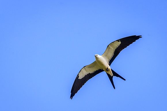Swallow-tailed Kite