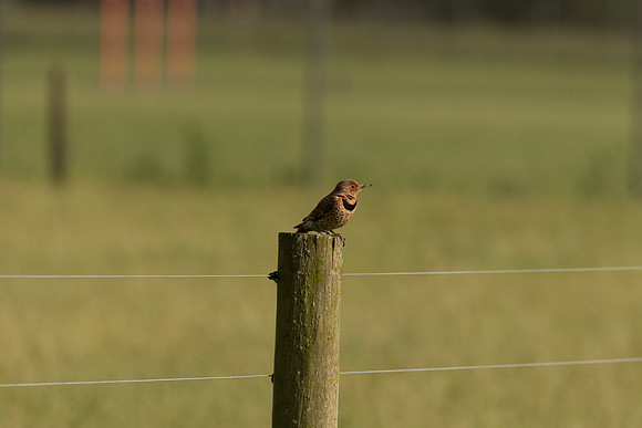 Northern Flicker