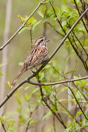 Song Sparrow