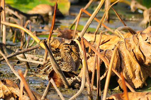 Wilson's Snipe, Killdeer Plains Wildlife Area, Meeker, Ohio