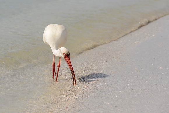 White Ibis