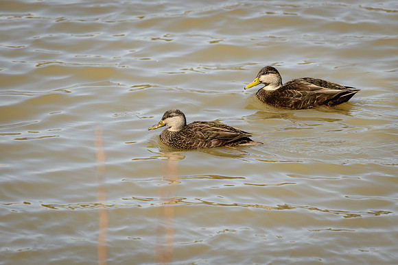 American Black Duck