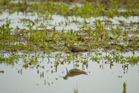 Solitary Sandpiper