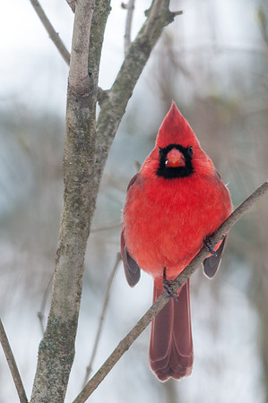 Northern Cardinal; Male