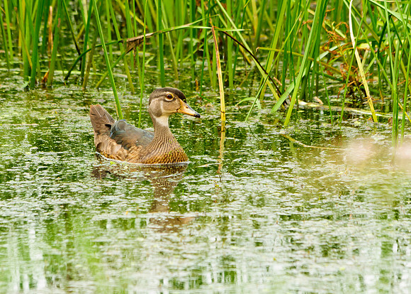 Wood Duck (Non Breeding); Big Island Wildlife Area, Marion Ohio