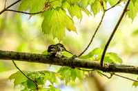 Ruby-throated Hummingbird