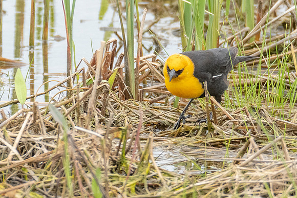 Yellow-headed Blackbird