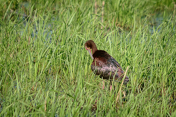 White-faced Ibis