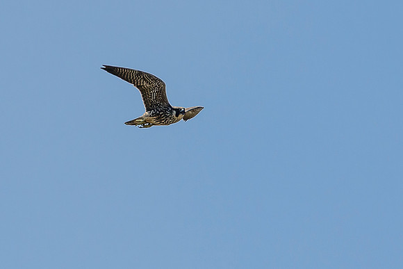 Peregrine Falcon
