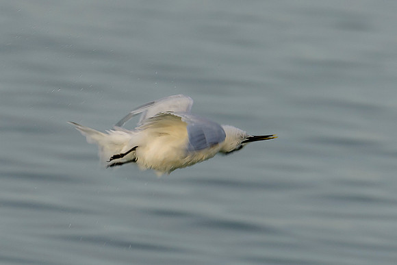 Sandwich Tern