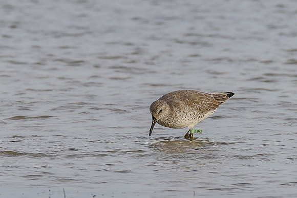 Red Knot