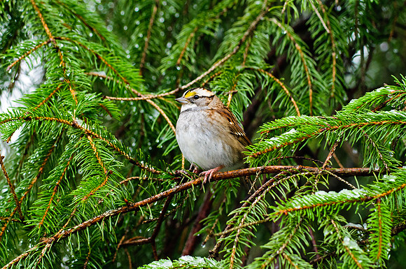 White-Throated Sparrow