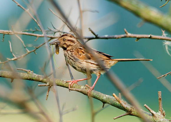 Song Sparrow