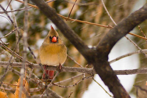 Northern Cardinal; Female