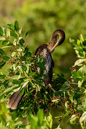 Anhinga