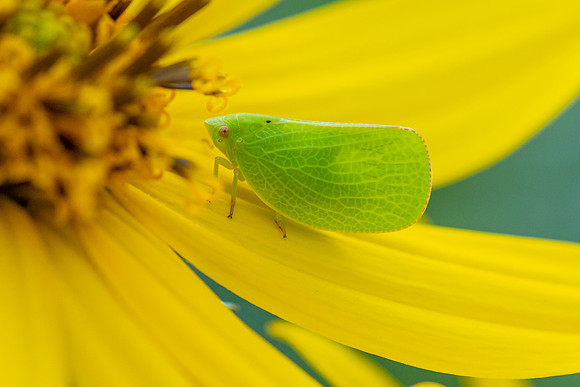 Plant Hopper