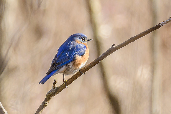 Eastern Bluebird