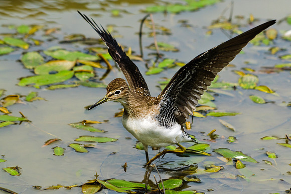 Solitary Sandpiper