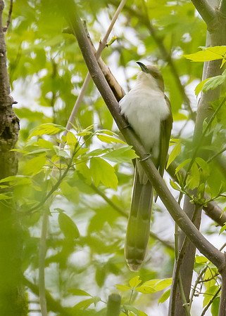 Yellow-billed Cuckoo