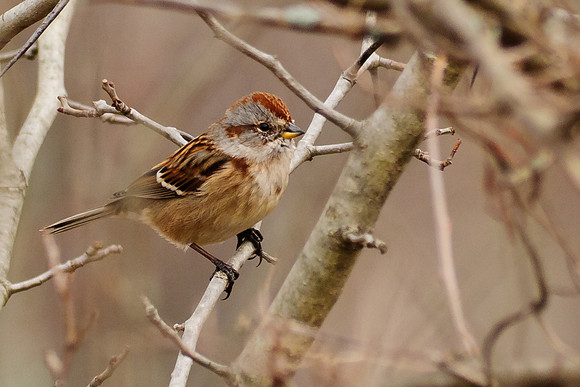 American Tree Sparrow