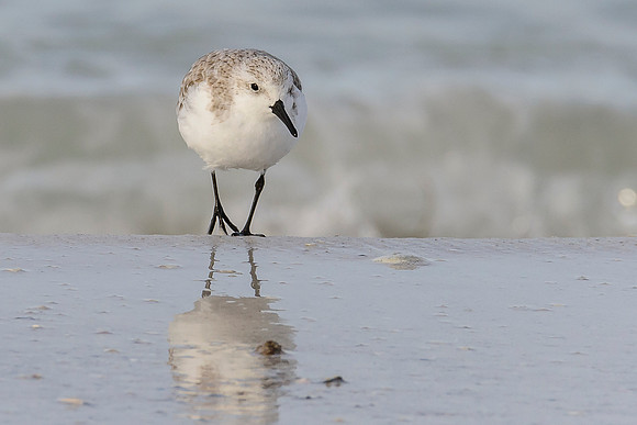 Sanderling