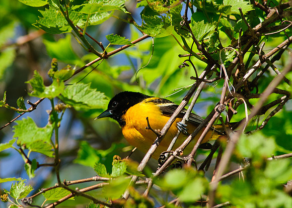 Baltimore Oriole