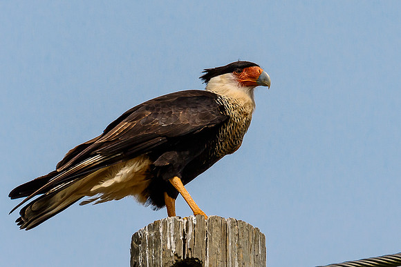 Crested Caracara