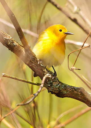 Prothonotary Warbler; Lawrence Woods, Kenton  OH