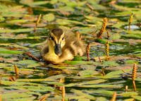 Baby Duckling