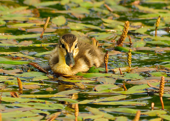 Baby Duck