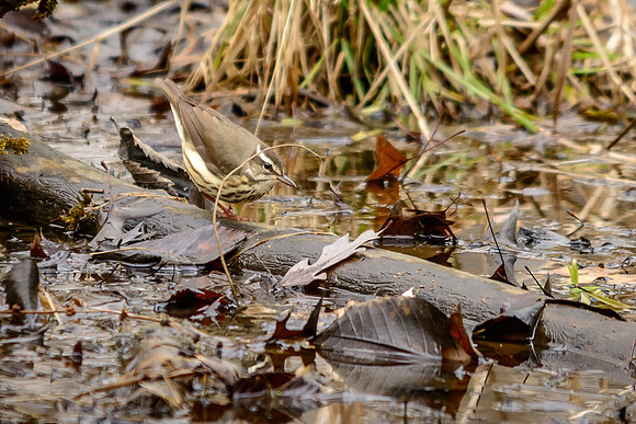 Louisiana Waterthrush