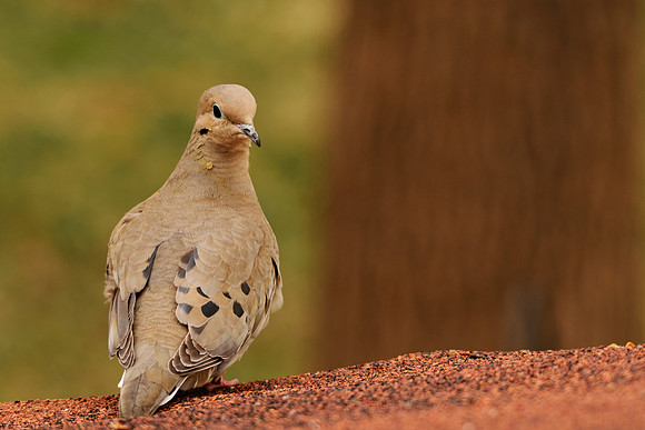 Mourning Dove; Killdeer Plains Wildlife Area, Harpster Ohio