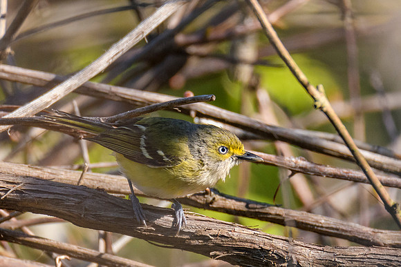 White-eyed Vireo