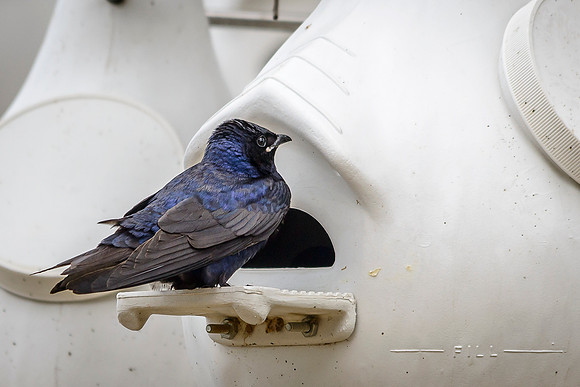 Purple Martin; Male