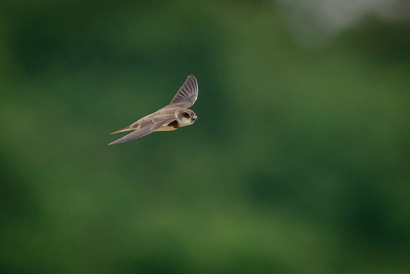 Bank Swallow
