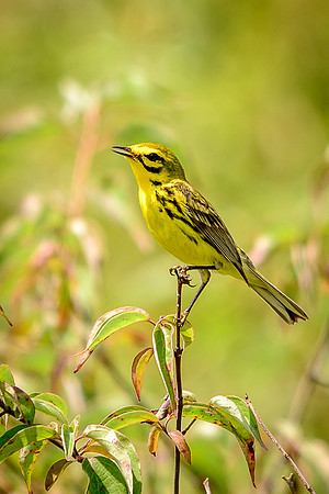 Prairie Warbler