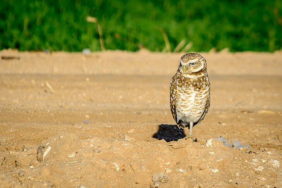 Burrowing Owl