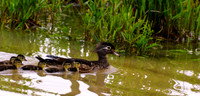 Wood Duck