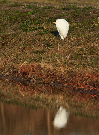 Cattle Egret
