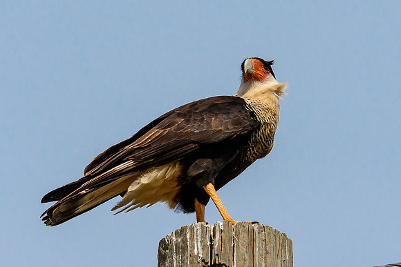 Crested Caracara